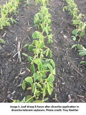 Image-1-Leaf-droop.jpg